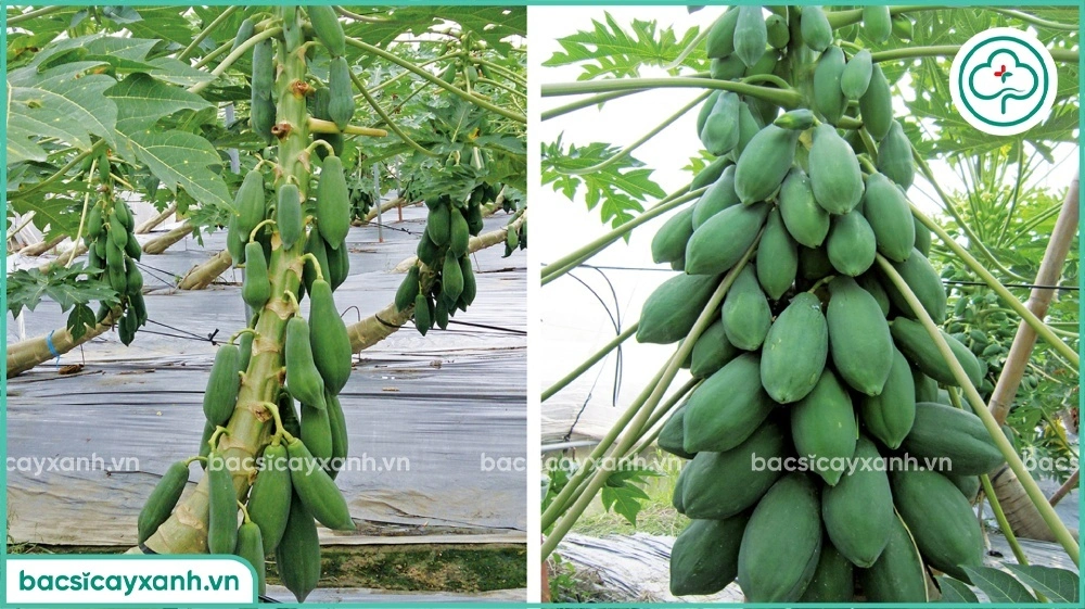Trồng cây đu đủ nghiêng